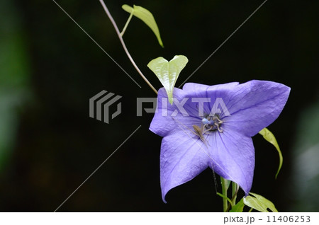 蔓桔梗の写真素材