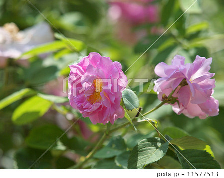 薔薇 アルバローズ アメリア 植物の写真素材