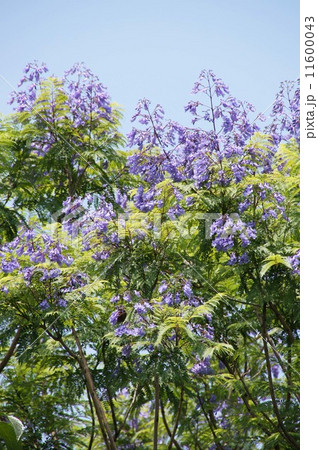 ジャカランダ 花 大阪府 長居公園の写真素材