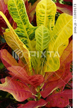 観葉植物 葉 黄色 緑混じりの写真素材 - PIXTA