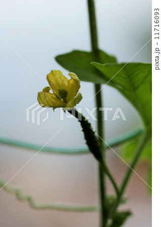 雌花 ツルレイシ 花 植物の写真素材