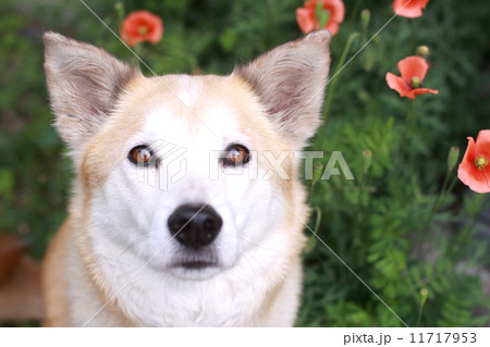 ポピー 犬 雑種 笑うの写真素材