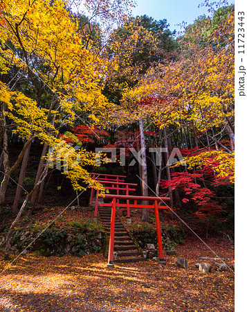 丹波篠山 紅葉 鳥居 洞光寺の写真素材