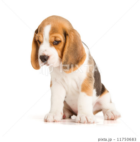 ビーグル かわいいの写真素材