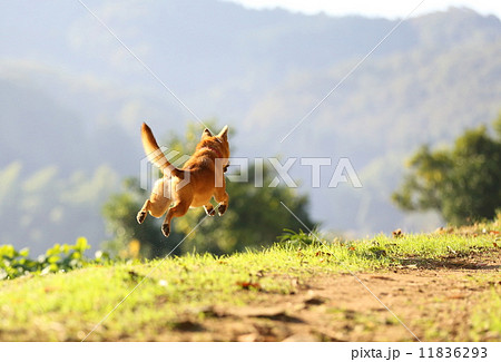 犬 後ろ姿 走る 飛行の写真素材