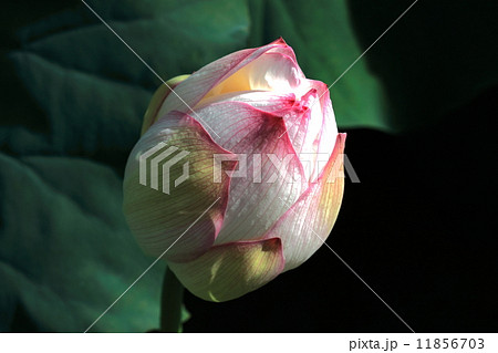 蓮 蕾の写真素材 - PIXTA