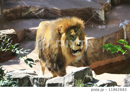 ライオン 猛獣 百獣の王 遠吠えの写真素材