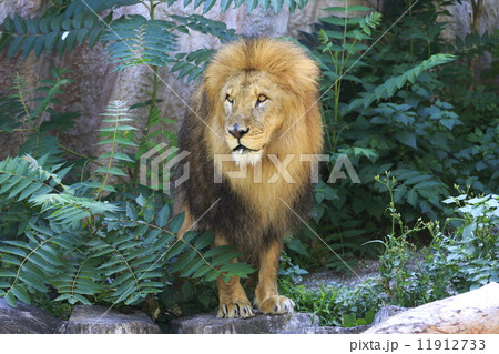 ライオン 猛獣 百獣の王 遠吠えの写真素材