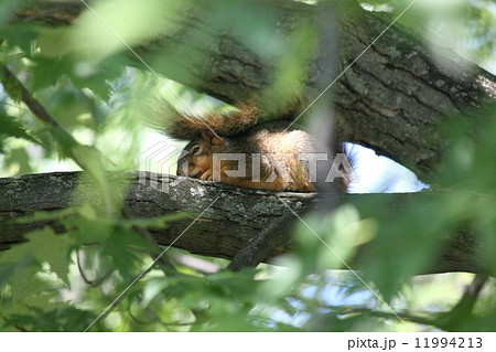 リス アメリカアカリス 動物 横向きの写真素材