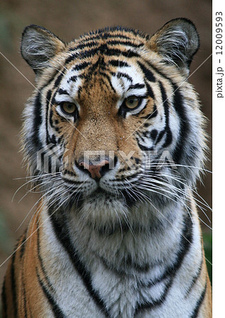 迫力があるトラの写真素材