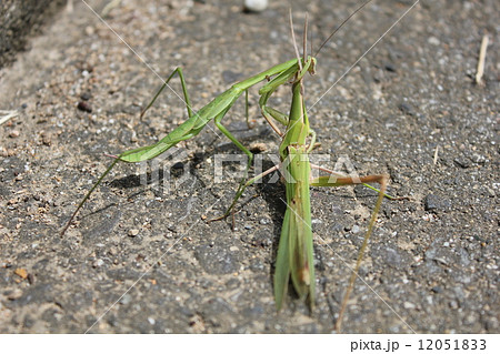 カマキリ キリギリスの写真素材 - PIXTA