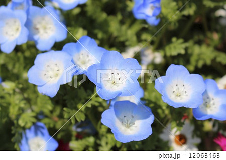 ネモフィラ 小花 ブルーアイズ 花の写真素材