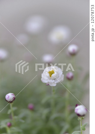 ヘリプテラム 花言葉 明るい性格の写真素材