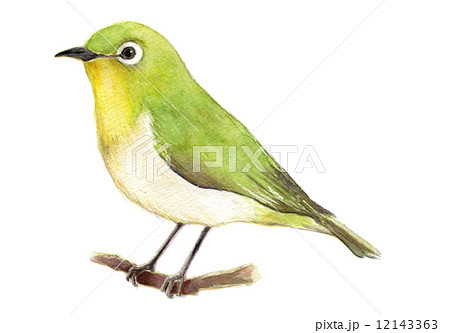 目白 めじろ メジロ 鳥のイラスト素材