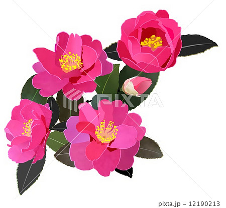 山茶花 植物 さざんか １月の花のイラスト素材