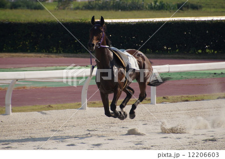 カラ馬 競馬場 ダートの写真素材