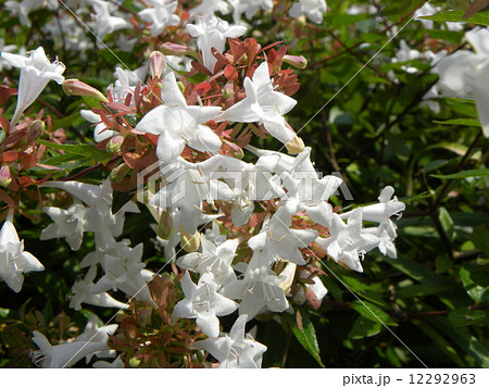 花 アベリア 垣根 常緑低木の写真素材