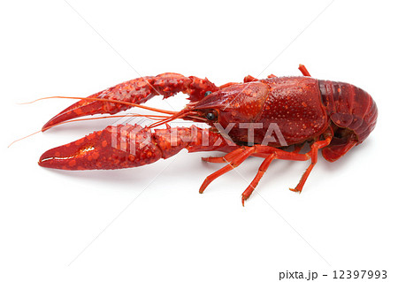 茹でたアメリカザリガニの写真素材 茹でたアメリカザリガニの写真素材