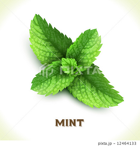 葉 ミント 葉っぱ リーフのイラスト素材