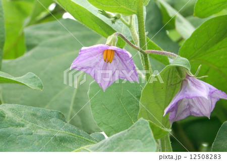 白長ナスの花の写真素材