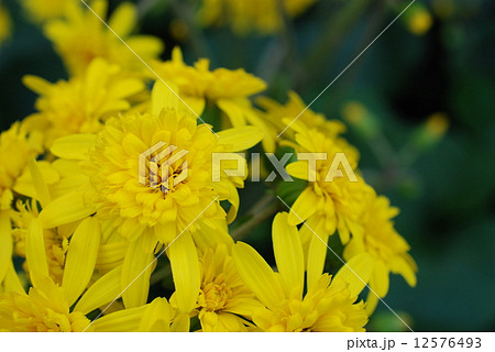 ツワブキ 石蕗 秋の花 円形の写真素材