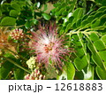 モンキーポッドの花の写真素材