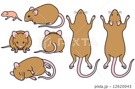 鼠 ハツカネズミ 動物 化学のイラスト素材