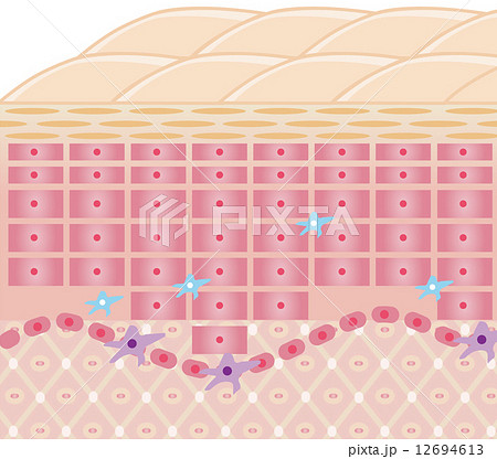 ランゲルハンス細胞のイラスト素材