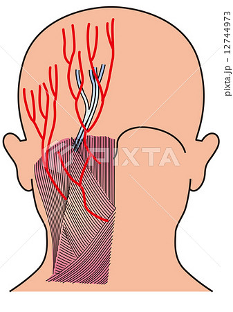 大後頭神経のイラスト素材
