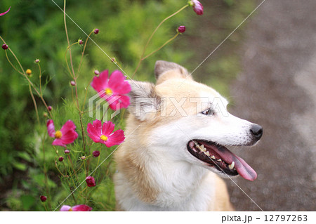 犬 コスモス 横顔 横向きの写真素材 Pixta