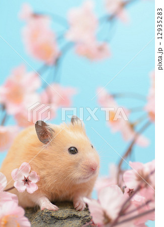 花 ハムスター ゴールデンハムスター 植物の写真素材