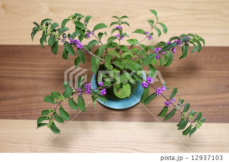 紫式部日本紫珠盆栽植物照片素材