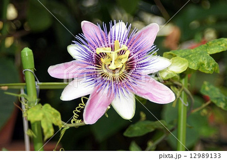 パッシフローラ ベロッティの写真素材