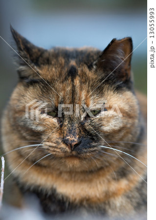 猫 不細工の写真素材