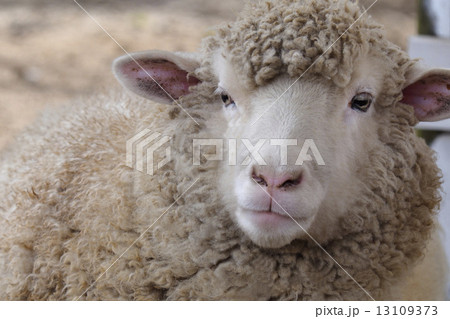羊 かお 家畜 正面の写真素材
