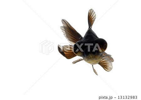 金魚 クロデメキン 魚 出目金の写真素材
