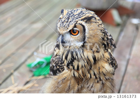 ミミズク 子供 顔 鳥の写真素材