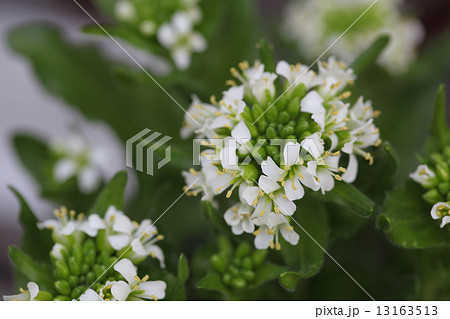 フジハタザオの写真素材