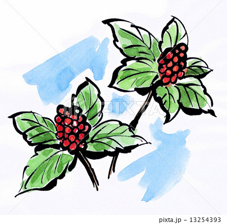 千両 イラスト 明るい 絵手紙風の写真素材