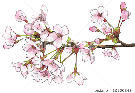 水彩風 手書き 桜 花のイラスト素材
