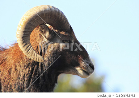 ムフロン 羊 横顔 角の写真素材