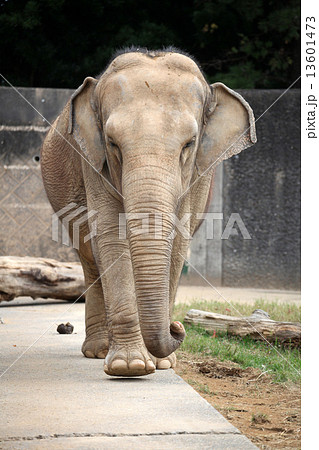 アジアゾウ ゾウ 浜松市動物園 正面の写真素材