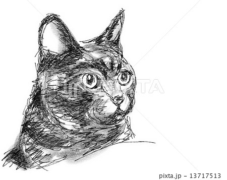 顔 猫 ペン画 一匹のイラスト素材
