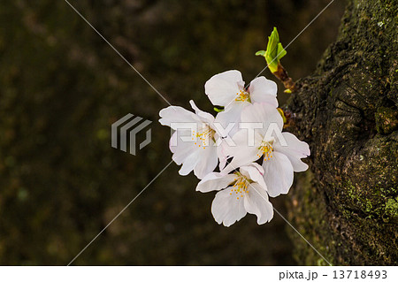 胴吹き桜の写真素材