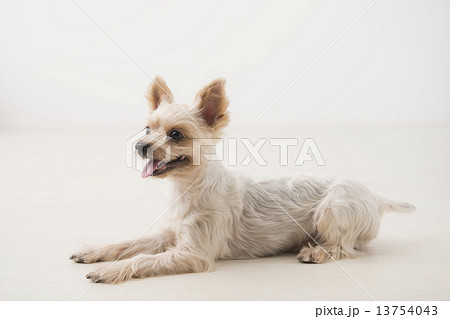 【期間限定送料無料】 ヨークシャーテリア 子犬 犬 伏せの写真素材 - PIXTA 羊毛フェルト