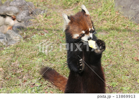 かわいい 茶色 立つ レッサーパンダの写真素材