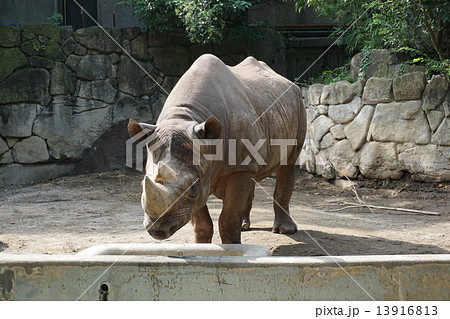 動物 サイ 正面 哺乳類の写真素材