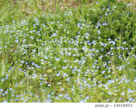 天神唐草 花 植物の写真素材