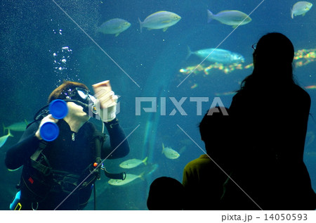 ダイバー 水族館 見学者 大水槽の写真素材