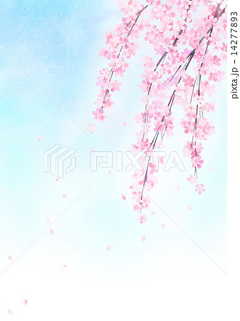 しだれ桜 空 花 桜のイラスト素材